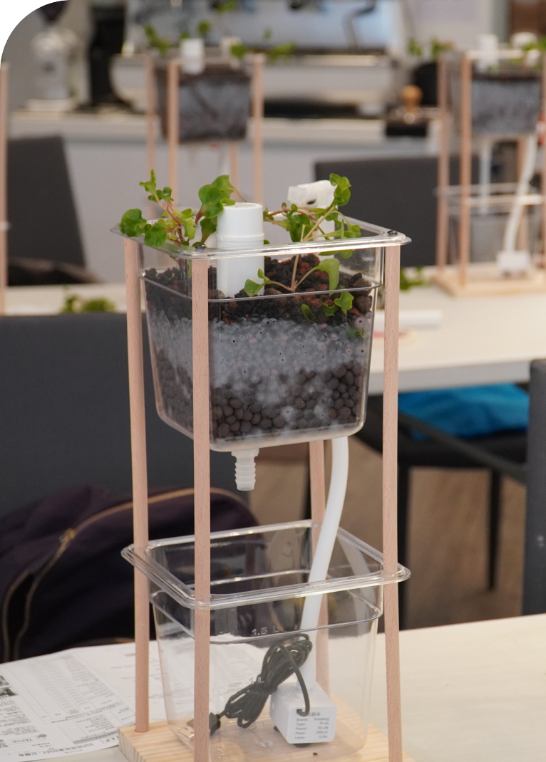 Seedlings growing in So Farm So Good’s aquaponics system setup.