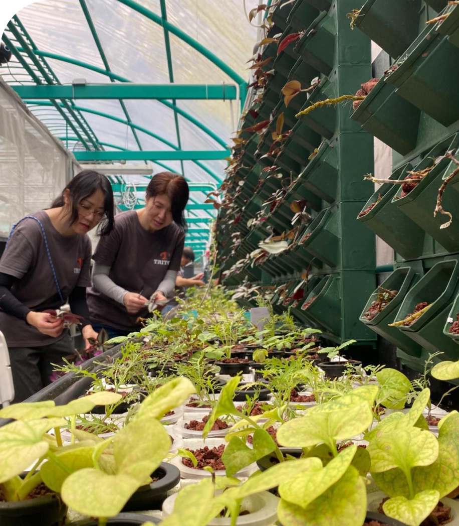 Fresh greens cultivated in South China Medicinal Herbs Farm.