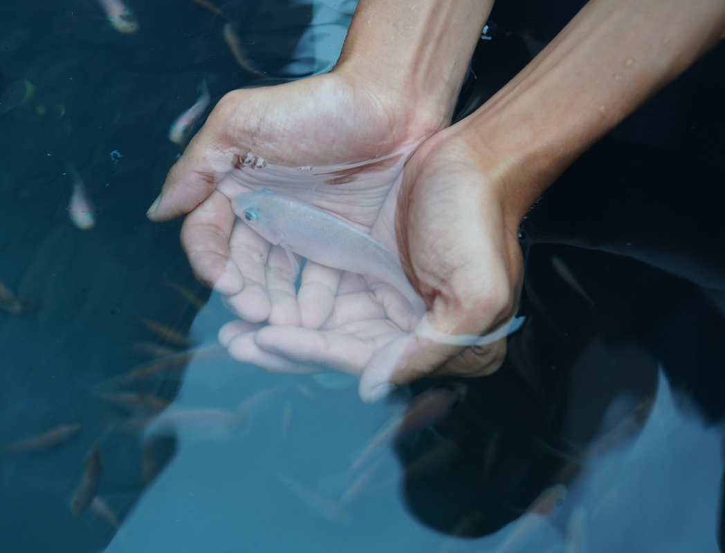 Hands holding fish.