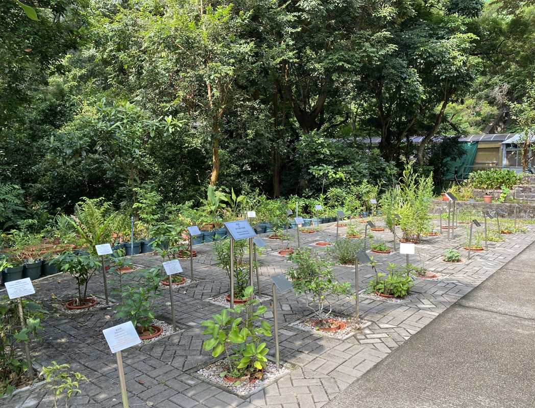 Plants growing in urban farming garden.