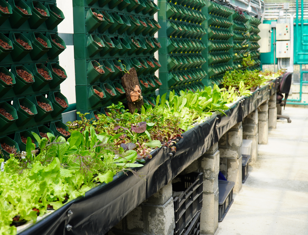 Greens growing in Green Skies’ aquaponics system