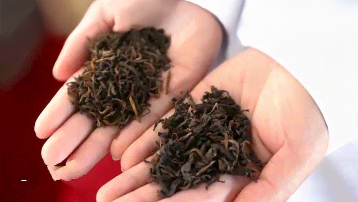 古樹茶專題班