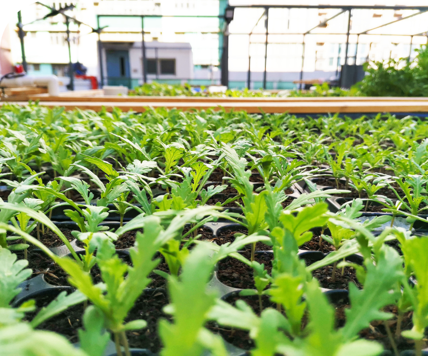 Vegetables growing in Green Skies’ AI2 Community Farm.