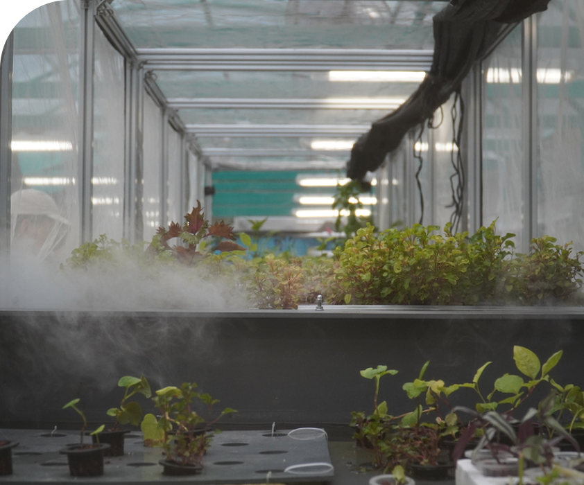 Herbs growing in South China Medicinal Herbs Farm.