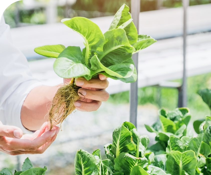 Vegetables harvested from Green Skies’ farm-to-table aquaponics program.