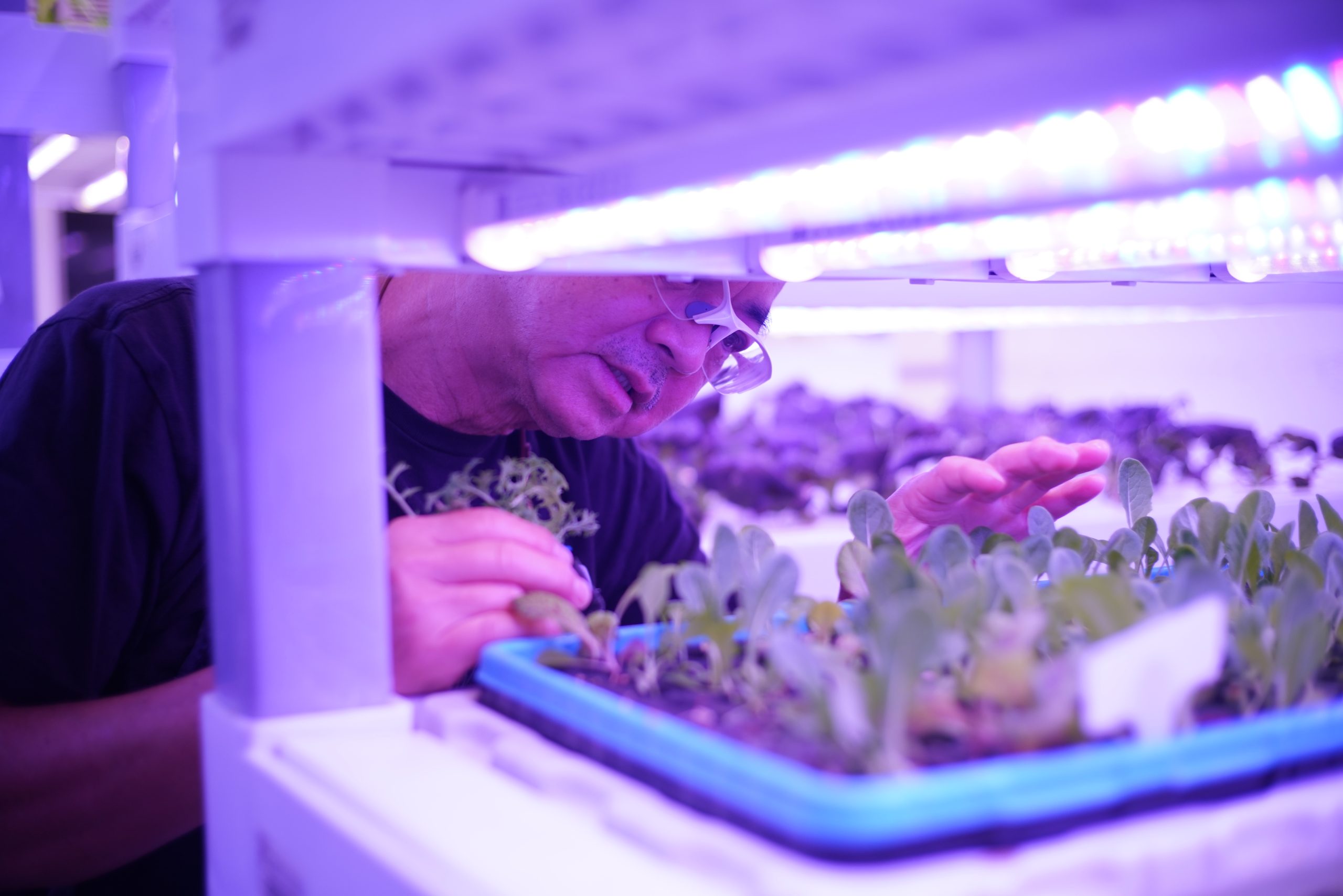 Chef harvesting fresh greens from Green Skies’ aquaponics farm.