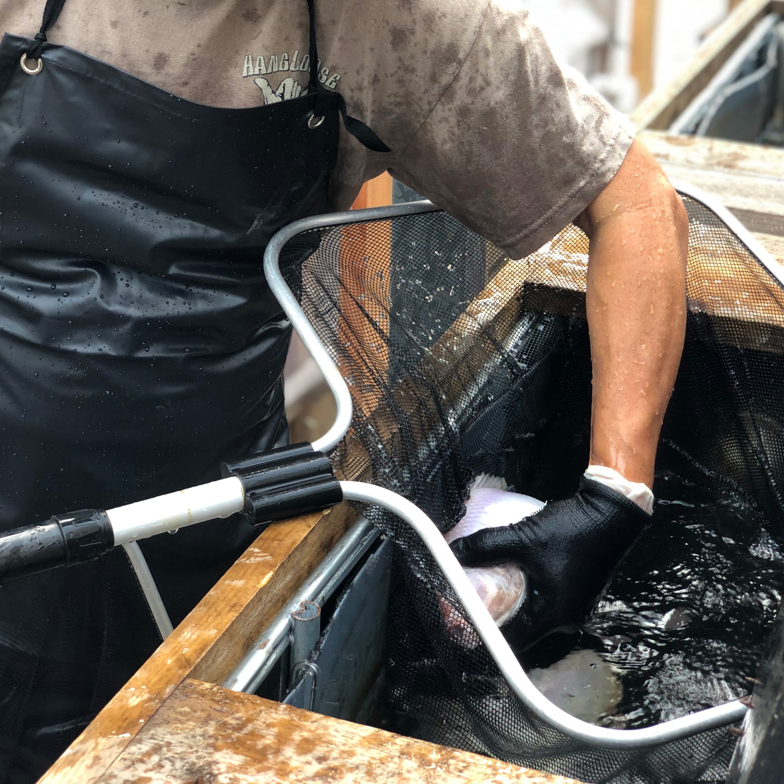 Farmer catching fish in fish tank.