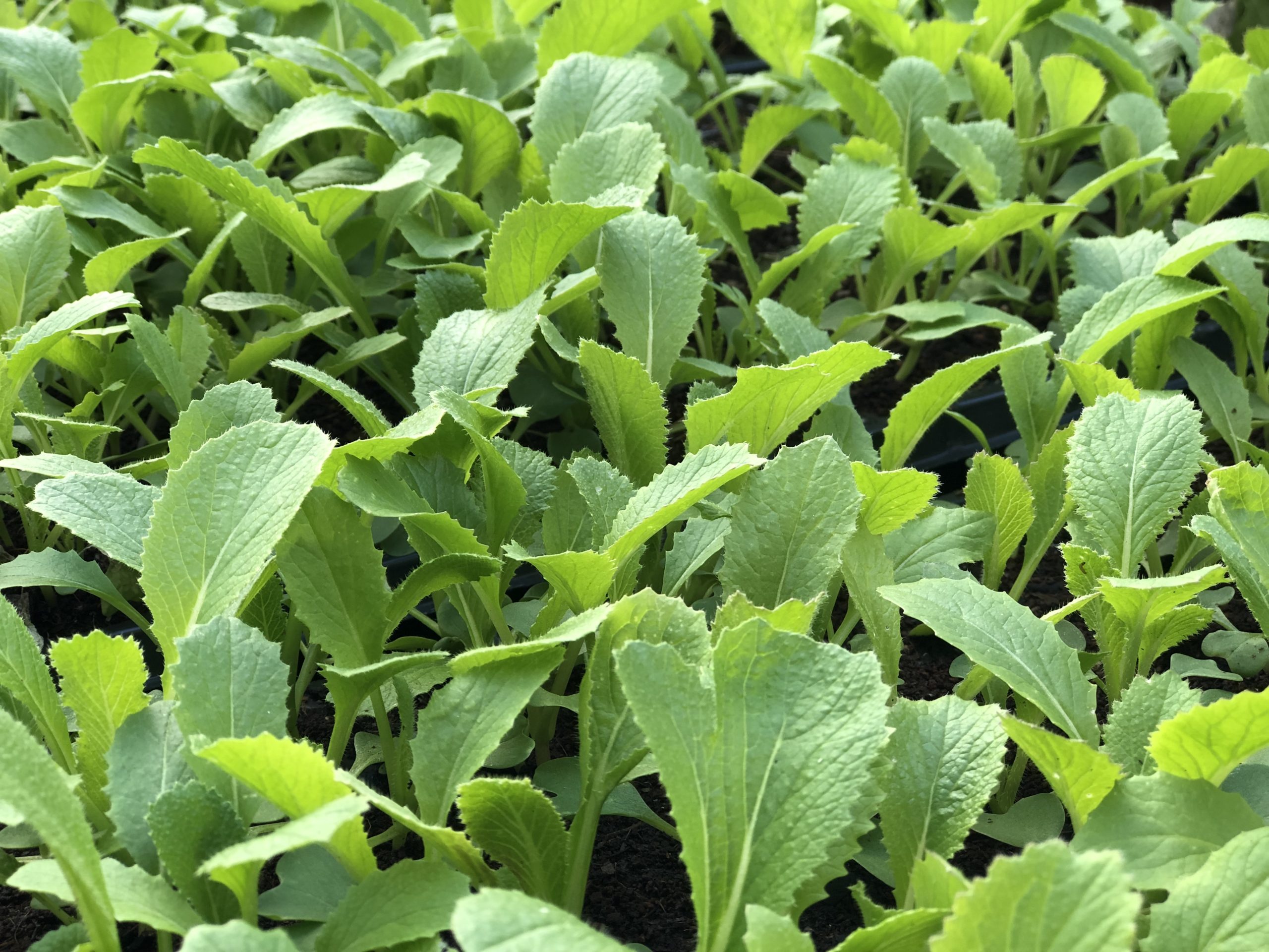 Greens growing in aquaponics setup.