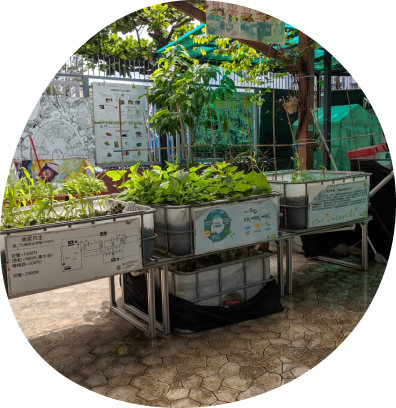 Aquaponics system installed in Green Skies’ school sustainability program
