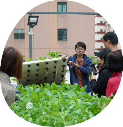 Charity volunteers collecting crops in Green Skies’ aquaponics project.